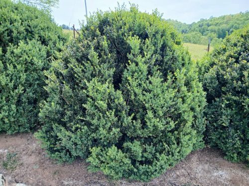 Boxwood-Growers-North-Carolina-4 (1) (1)