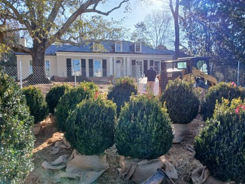 Boxwood-Growers-North-Carolina-5