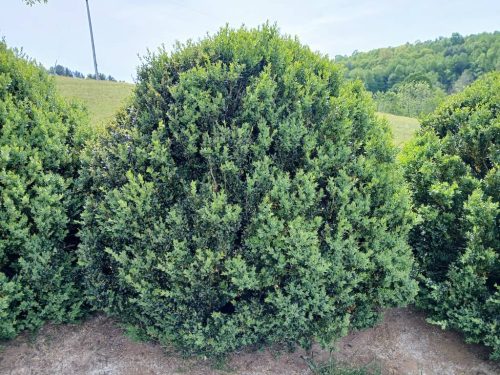 Boxwood-Growers-North-Carolina-5 (1) (1)