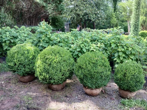 Boxwood-Growers-North-Carolina-6-8-26-005