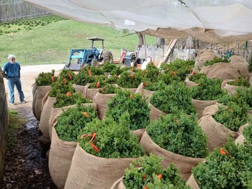 Boxwood-Growers-North-Carolina-61