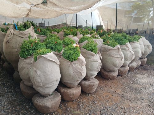 Boxwood-Growers-North-Carolina-62