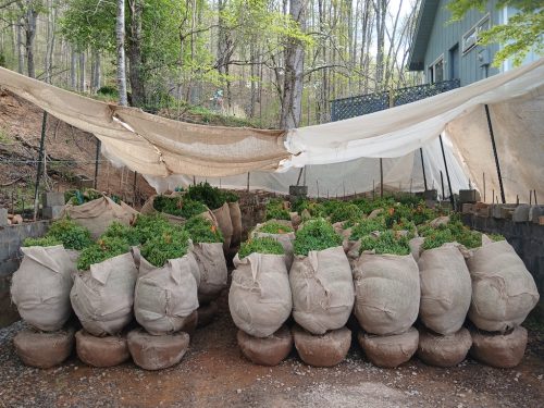 Boxwood-Growers-North-Carolina-63