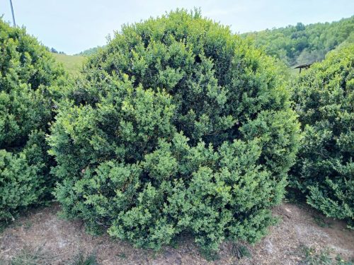 Boxwood-Growers-North-Carolina-6 (1) (1)