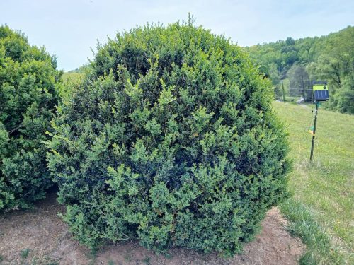 Boxwood-Growers-North-Carolina-7 (1) (1)