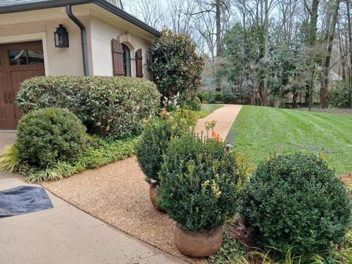 Boxwood-Growers-North-Carolina-8