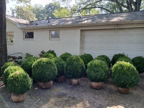Boxwood-Growers-North-Carolina-At-Delivery-6.22.26-1