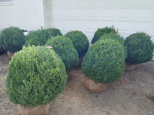 Boxwood-Growers-North-Carolina-At-Delivery-6.22.26-2