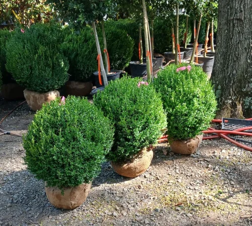 Boxwood-Growers-North-Carolina-At-Delivery-6.22.26-3
