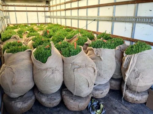 Boxwood-Growers-North-Carolina-On-The-Farm-5.25.26-2