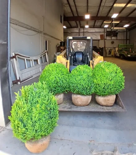 Boxwood-Growers-North-Carolina-at-delivery-5-11-26-01