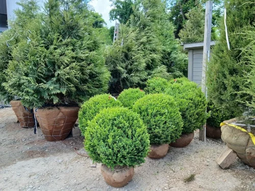 Boxwood-Growers-North-Carolina-at-delivery-5-11-26-03