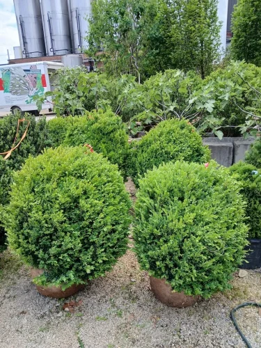 Boxwood-Growers-North-Carolina-at-delivery-5-11-26-04