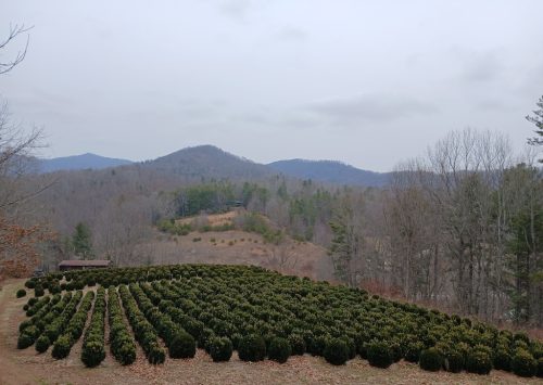 Boxwood-Growers-North-Carolina-on-the-farm