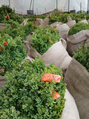 Boxwood-Growers-North-Carolina56