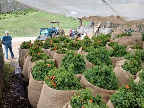 Boxwood-Growers-North-Carolina58