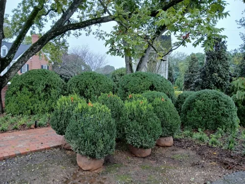 Boxwoods-For-Sale-Knoxville-TN-10-3-26-At-Delivery-2