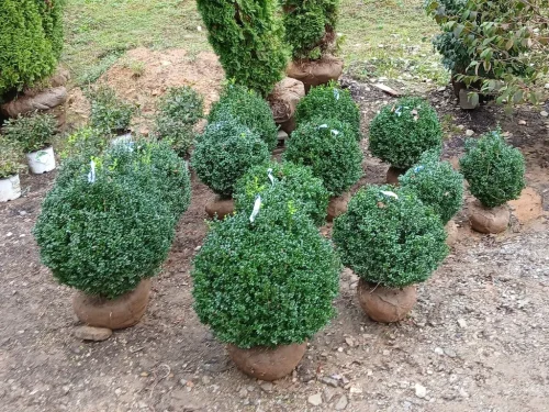 Boxwoods-For-Sale-Knoxville-TN-10-3-26-At-Delivery-4
