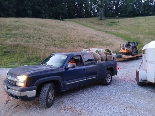 Boxwoods-For-Sale-Knoxville-TN-7-25-26-001-on-the-farm