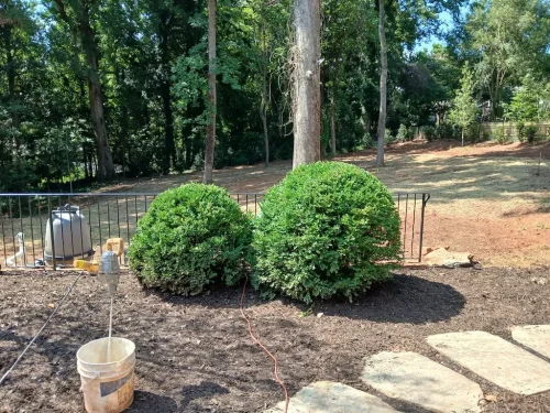 Boxwoods-For-Sale-Knoxville-TN-8-27-26-1