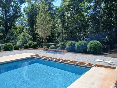 Boxwoods-For-Sale-Knoxville-TN-8-27-26-2