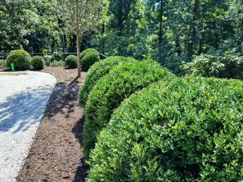Boxwoods-For-Sale-Knoxville-TN-8-27-26-5