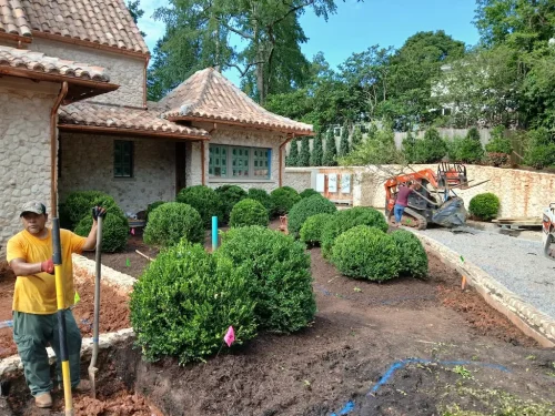 Boxwoods-For-Sale-Knoxville-TN-8-27-26-9