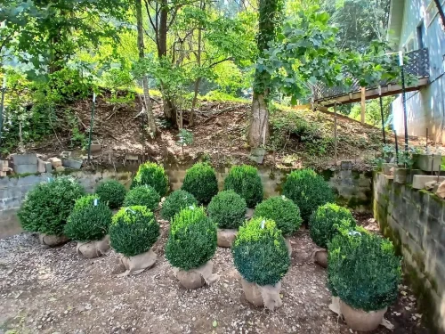 Boxwoods-For-Sale-Knoxville-TN-8-4-26-001