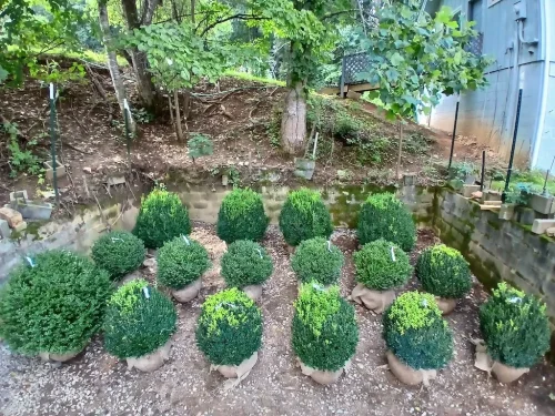 Boxwoods-For-Sale-Knoxville-TN-8-4-26-002