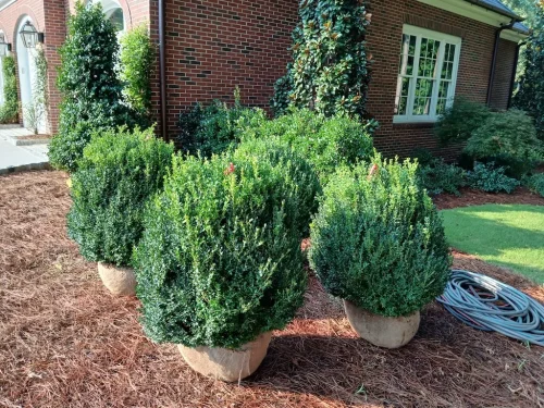 Boxwoods-For-Sale-Knoxville-TN-8-4-26-004