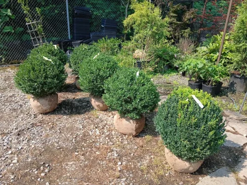 Boxwoods-For-Sale-Knoxville-TN-8-4-26-005