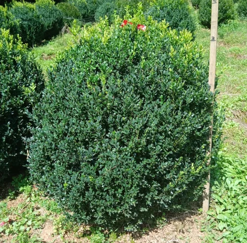 Boxwoods-For-Sale-Knoxville-TN-9-20-26-On-The-Farm-1