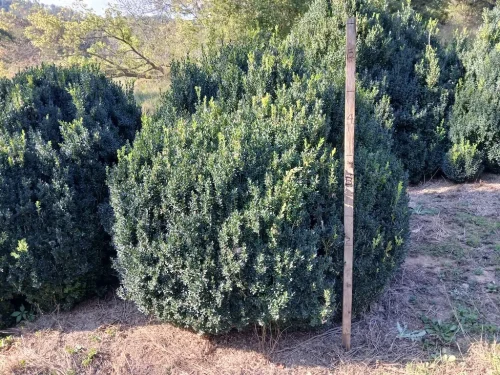 Boxwoods-For-Sale-Knoxville-TN-9-20-26-On-The-Farm-2