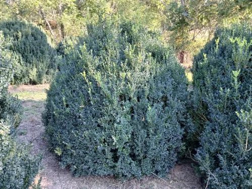 Boxwoods-For-Sale-Knoxville-TN-9-20-26-On-The-Farm-3