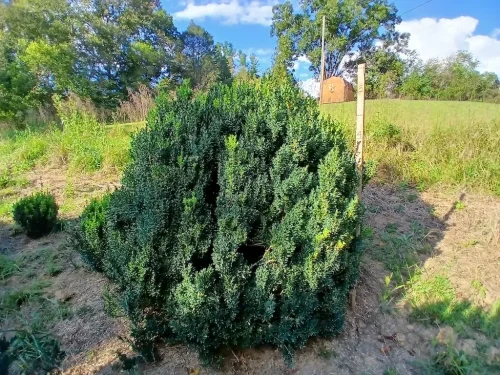 Boxwoods-For-Sale-Knoxville-TN-9-20-26-On-The-Farm-4