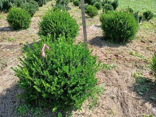 Boxwoods-For-Sale-Knoxville-TN-9-20-26-On-The-Farm-5