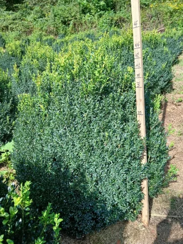 Boxwoods-For-Sale-Knoxville-TN-On-The-Farm-9-9-26-1