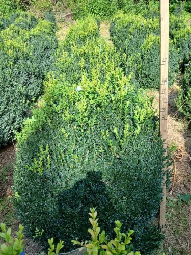 Boxwoods-For-Sale-Knoxville-TN-On-The-Farm-9-9-26-2
