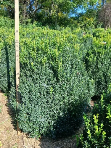 Boxwoods-For-Sale-Knoxville-TN-On-The-Farm-9-9-26-3