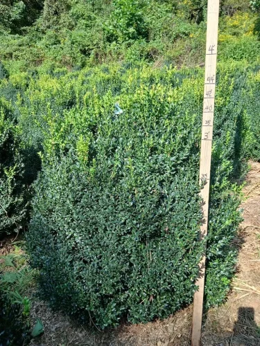 Boxwoods-For-Sale-Knoxville-TN-On-The-Farm-9-9-26-4