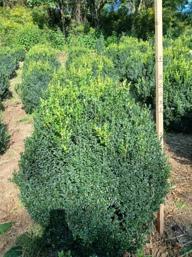 Boxwoods-For-Sale-Knoxville-TN-On-The-Farm-9-9-26-5