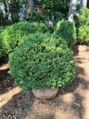 Boxwoods-For-Sale-Knoxville-TN-at-delivery-7-25-26-001