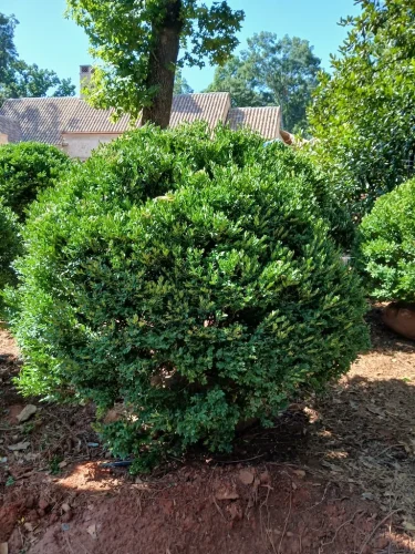 Boxwoods-For-Sale-Knoxville-TN-at-delivery-7-25-26-002