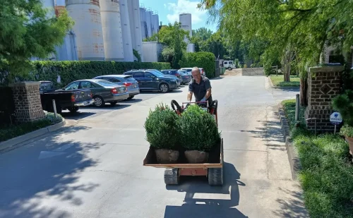 Boxwoods-For-Sale-Knoxville-TN-at-delivery-7-25-26-003