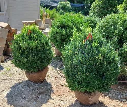 Boxwoods-For-Sale-Knoxville-TN-at-delivery-7-25-26-004