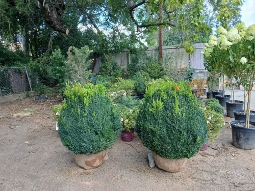 Boxwoods-For-Sale-Knoxville-TN-at-delivery-9-9-26-1