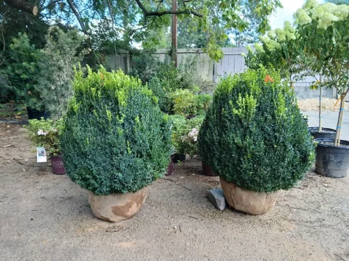 Boxwoods-For-Sale-Knoxville-TN-at-delivery-9-9-26-2
