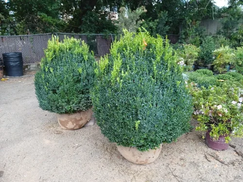 Boxwoods-For-Sale-Knoxville-TN-at-delivery-9-9-26-3