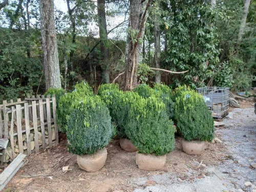 Boxwoods-For-Sale-Knoxville-TN-at-delivery-9-9-26-4