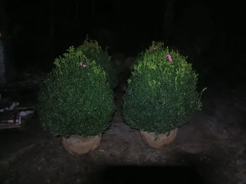 Boxwoods-For-Sale-Knoxville-TN-at-delivery-9-9-26-5